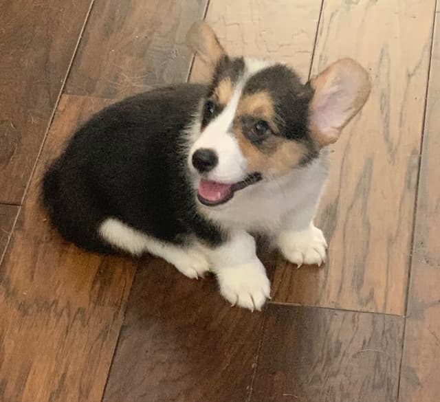 Pembroke Welsh Corgi Puppies media 6