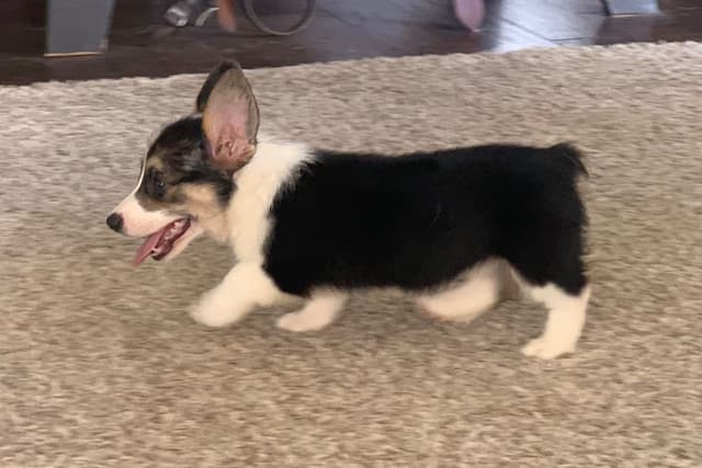 Pembroke Welsh Corgi Puppies media 7