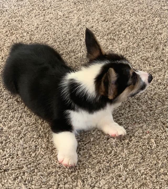 Pembroke Welsh Corgi Puppies media 8