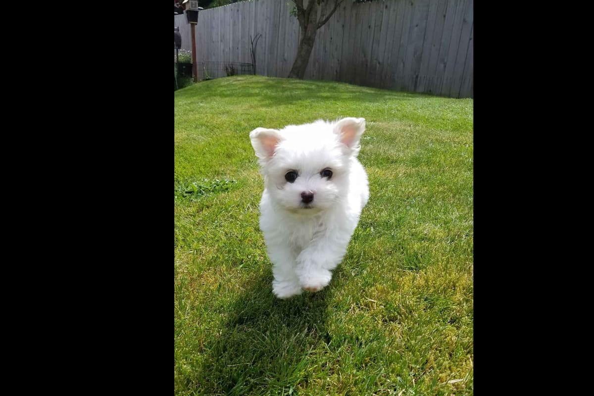 Yorkshire Terrier Puppies breeder image 1