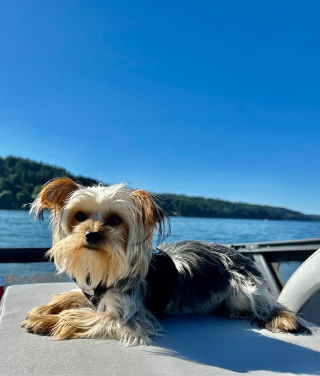Yorkshire Terrier Puppies media 2