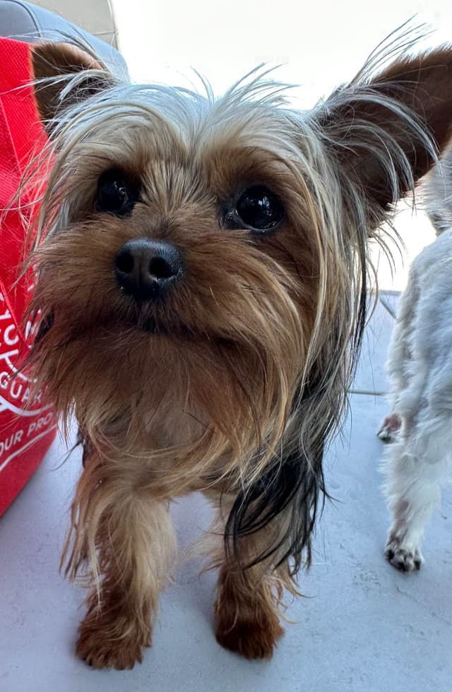 Yorkshire Terrier Puppies media 3