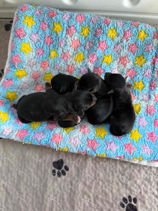 Yorkshire Terrier Puppies media 4