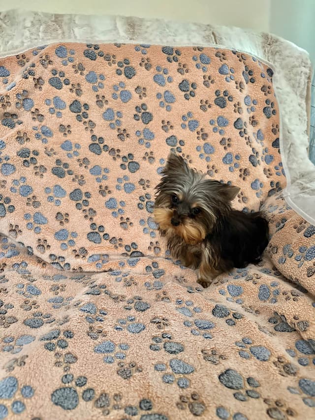 Yorkshire Terrier Puppies media 7