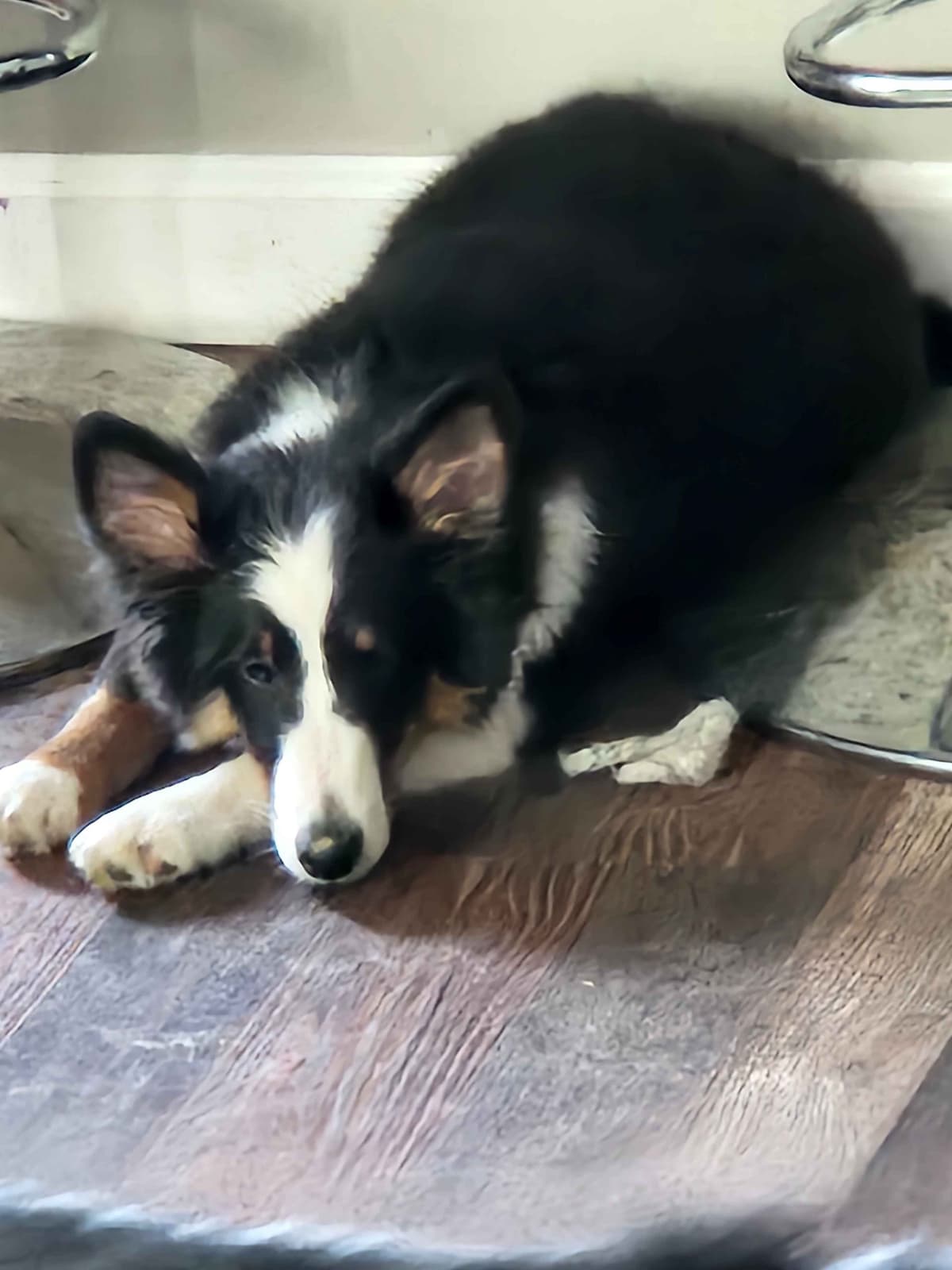 Shetland Sheepdog Puppy breeder image 1