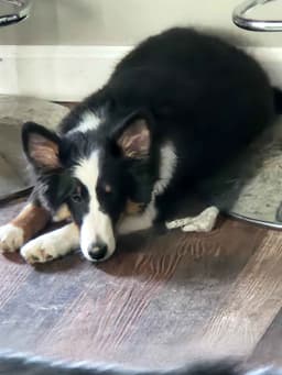 KJ Shelties