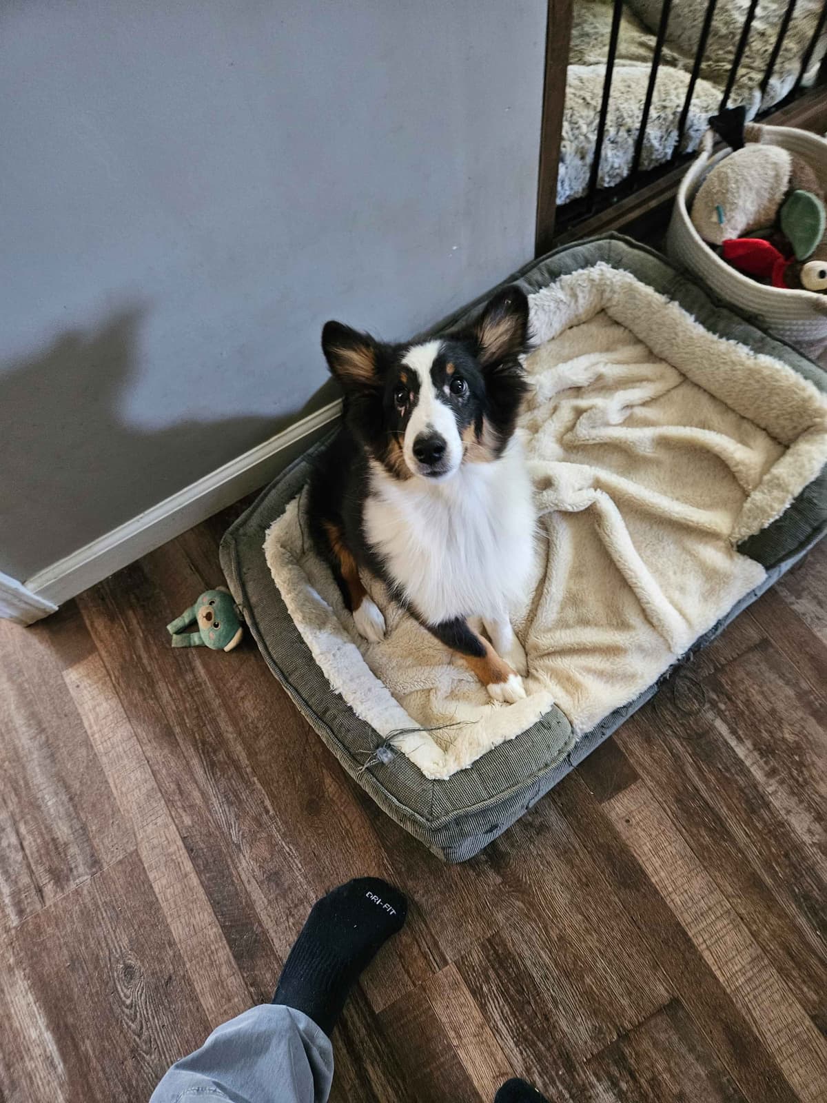 Shetland Sheepdog Puppy breeder image 3