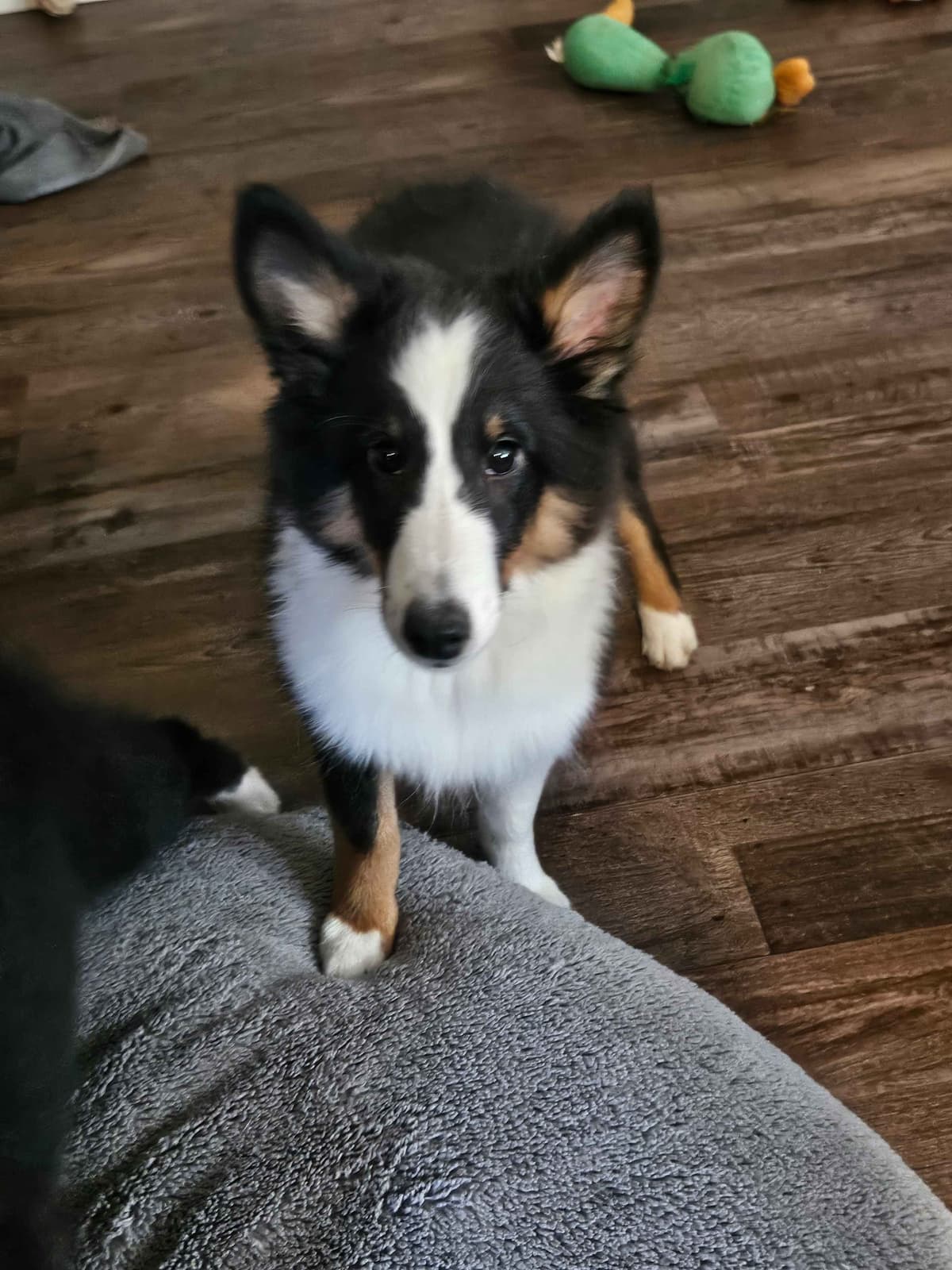 Shetland Sheepdog Puppy breeder image 5