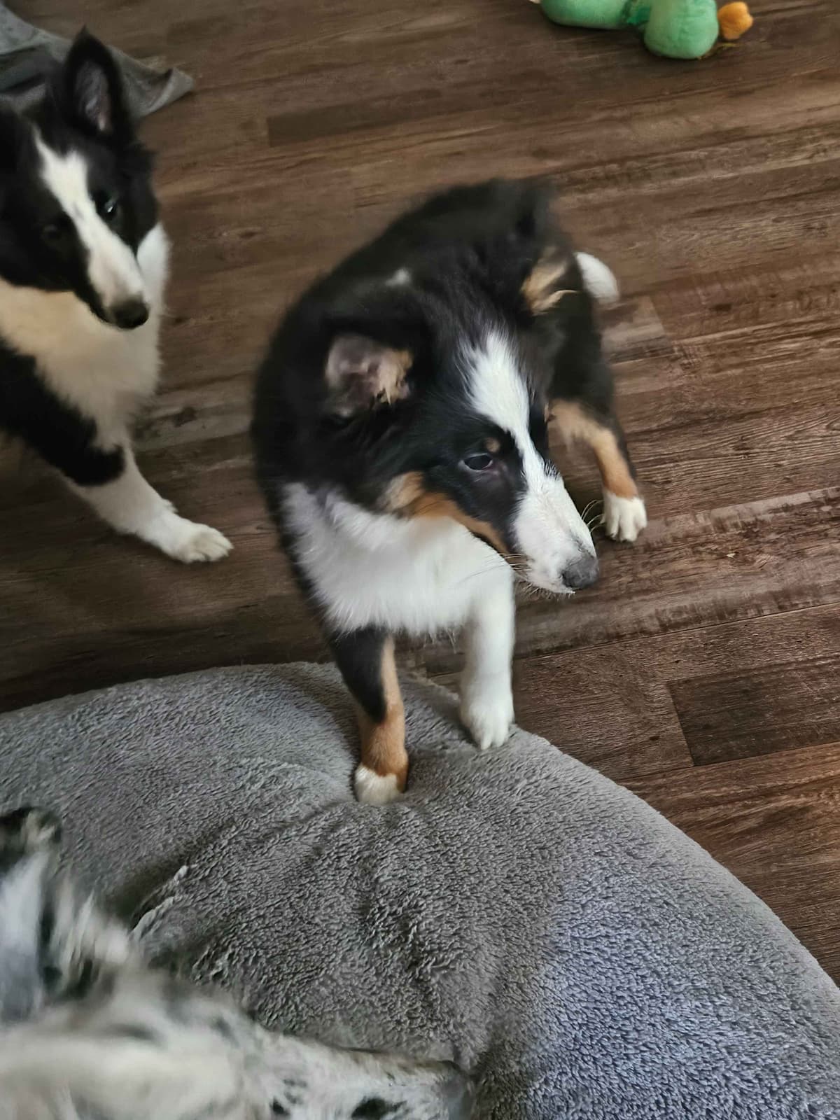 Shetland Sheepdog Puppy breeder image 7