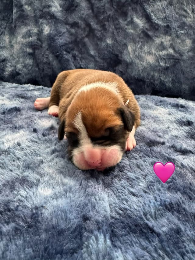 CnKCBoxers.com Has Pups! media 2