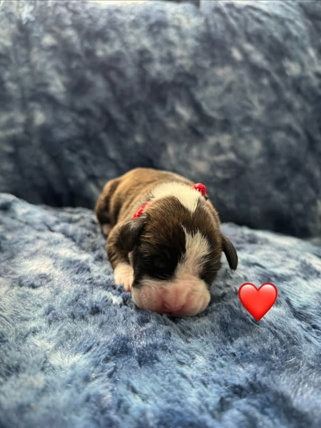 CnKCBoxers.com Has Pups! media 3