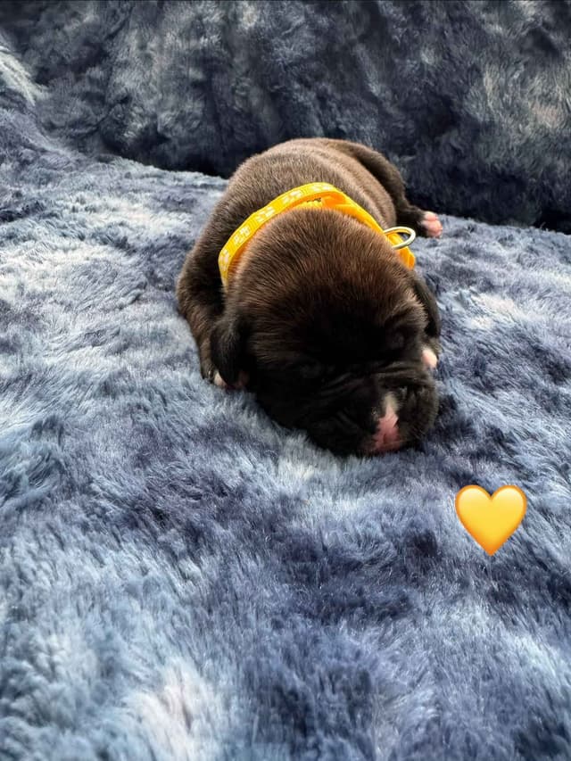 CnKCBoxers.com Has Pups! media 4