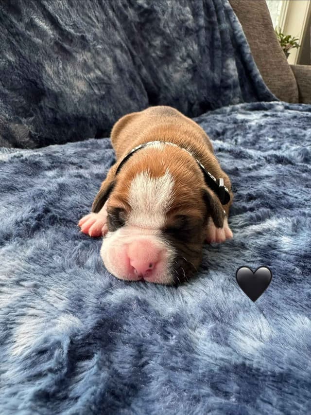 CnKCBoxers.com Has Pups! media 5