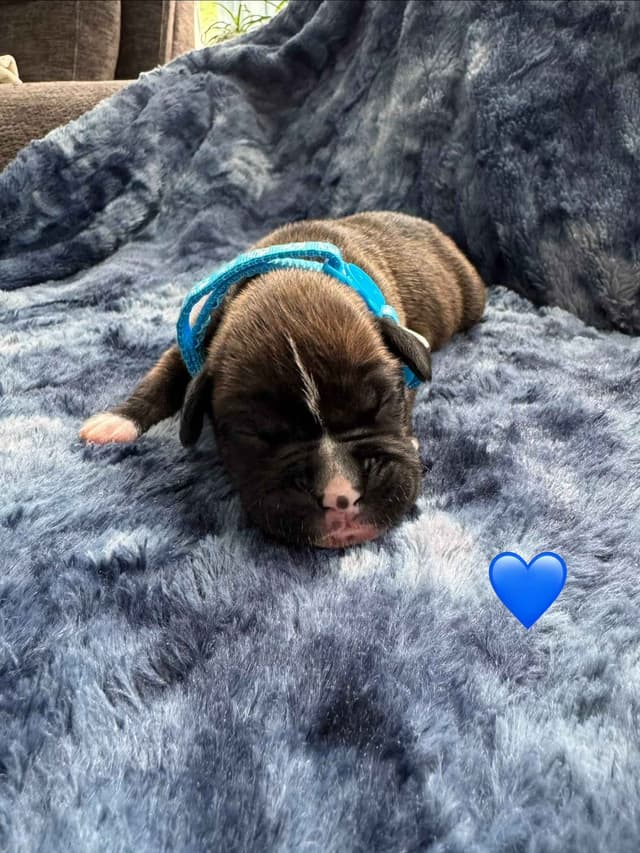 CnKCBoxers.com Has Pups! media 6
