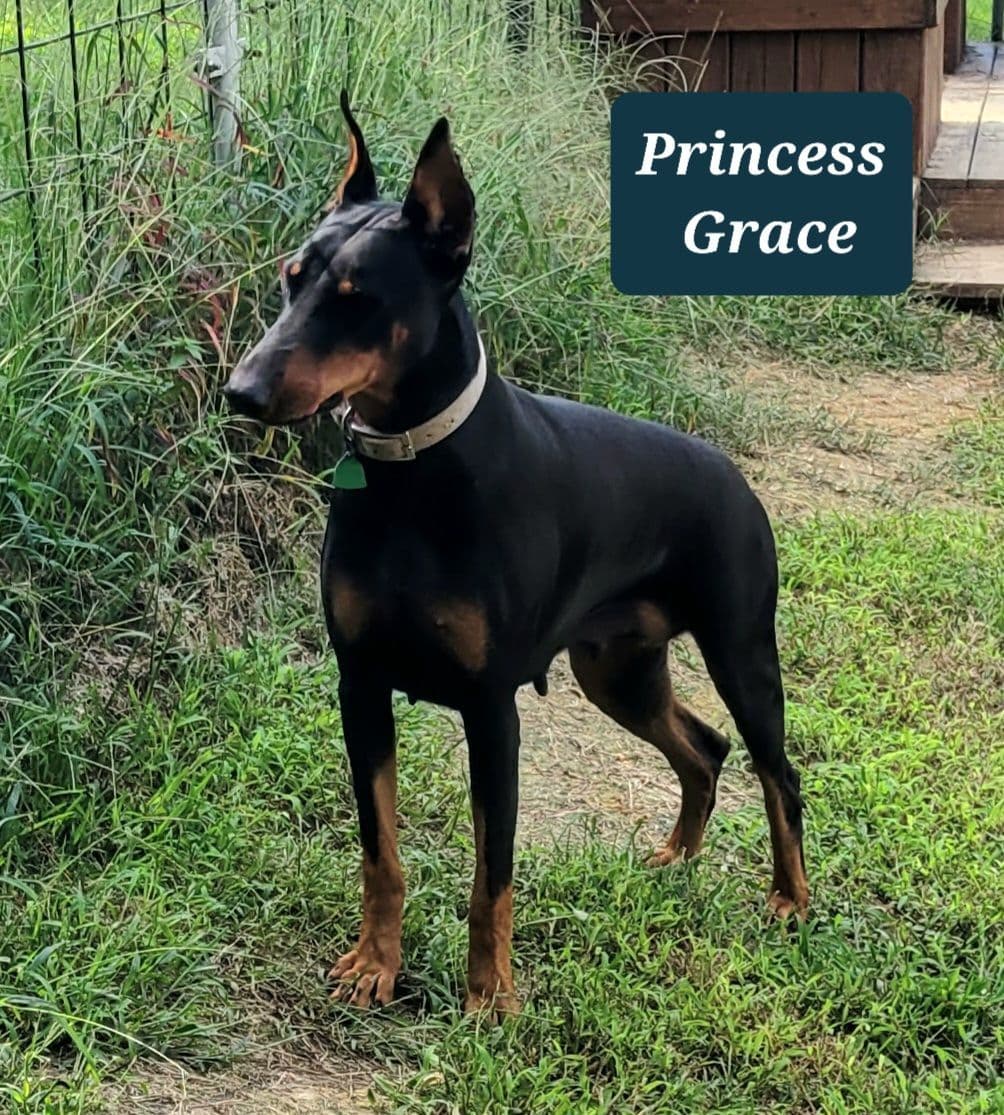Doberman Pinscher Puppies breeder image 1
