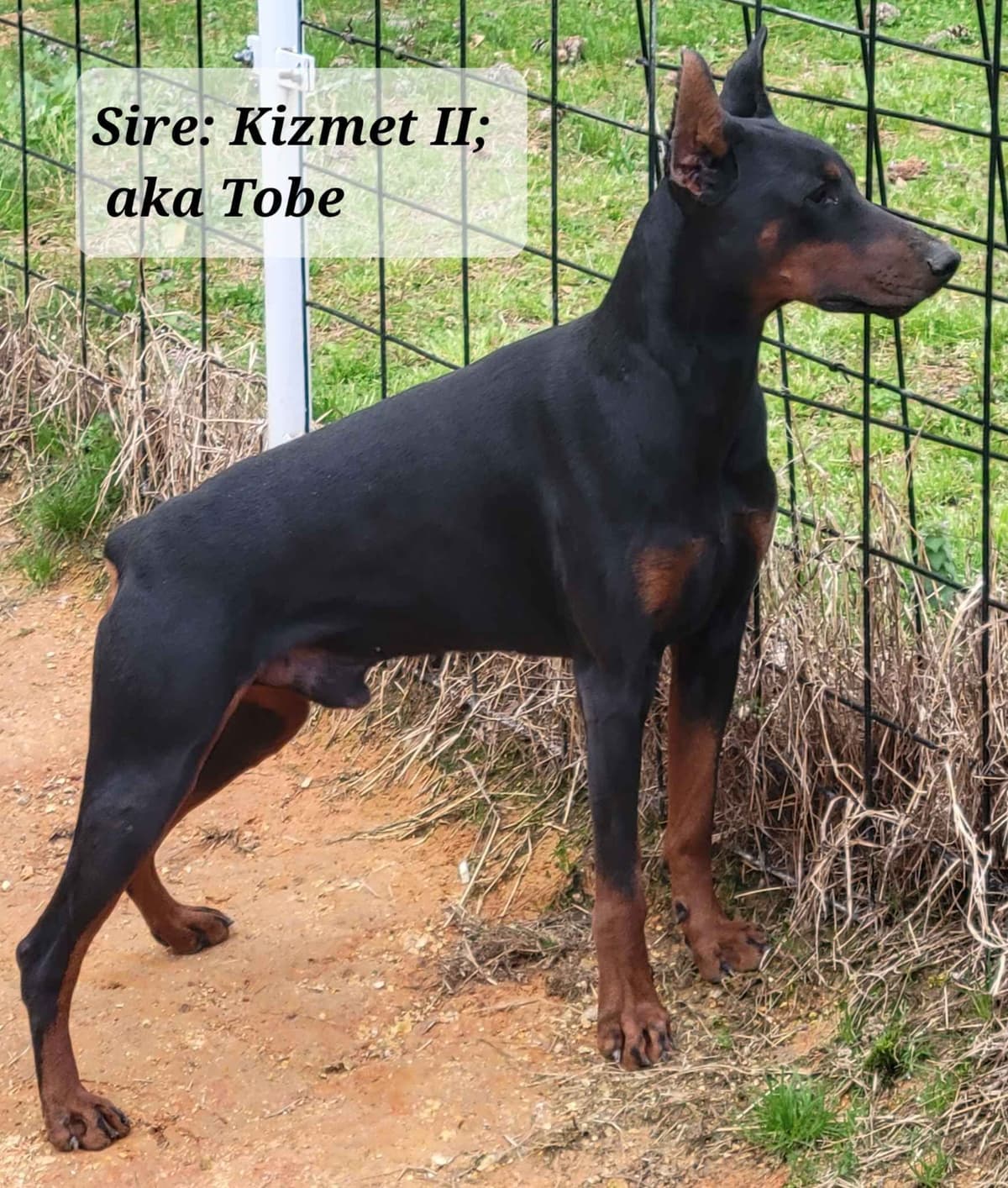 Doberman Pinscher Puppies breeder image 2