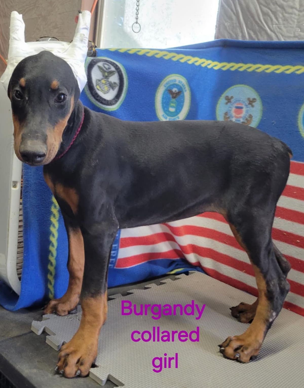 Doberman Pinscher Puppies breeder image 3