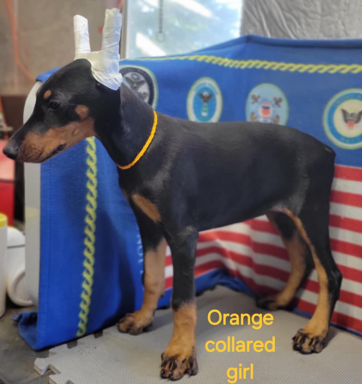 Doberman Pinscher Puppies breeder image 4