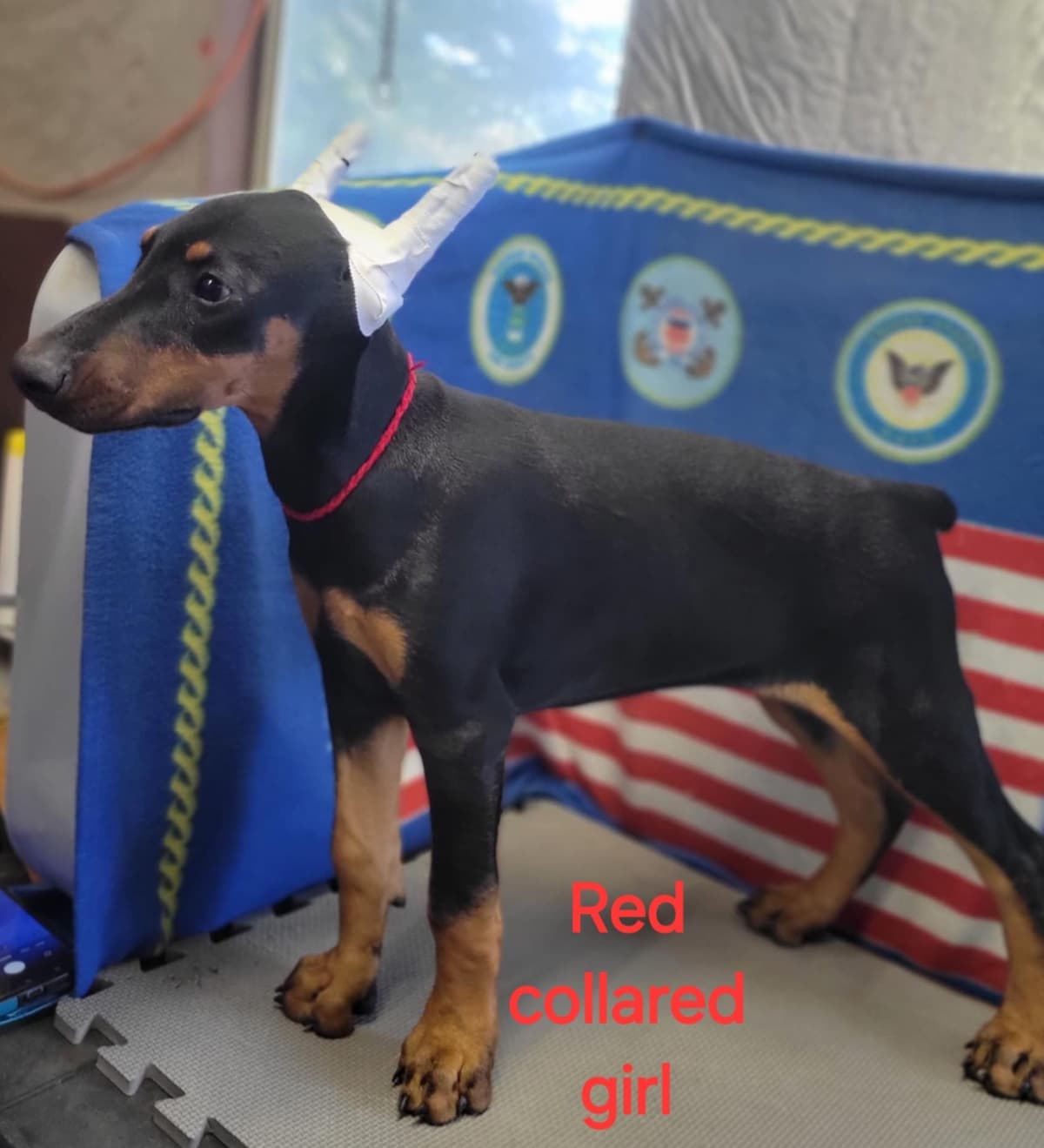 Doberman Pinscher Puppies breeder image 5