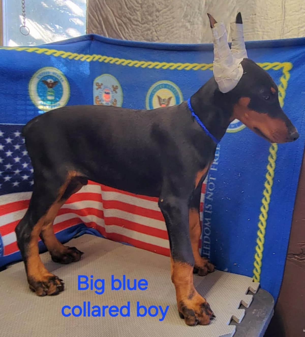 Doberman Pinscher Puppies breeder image 6