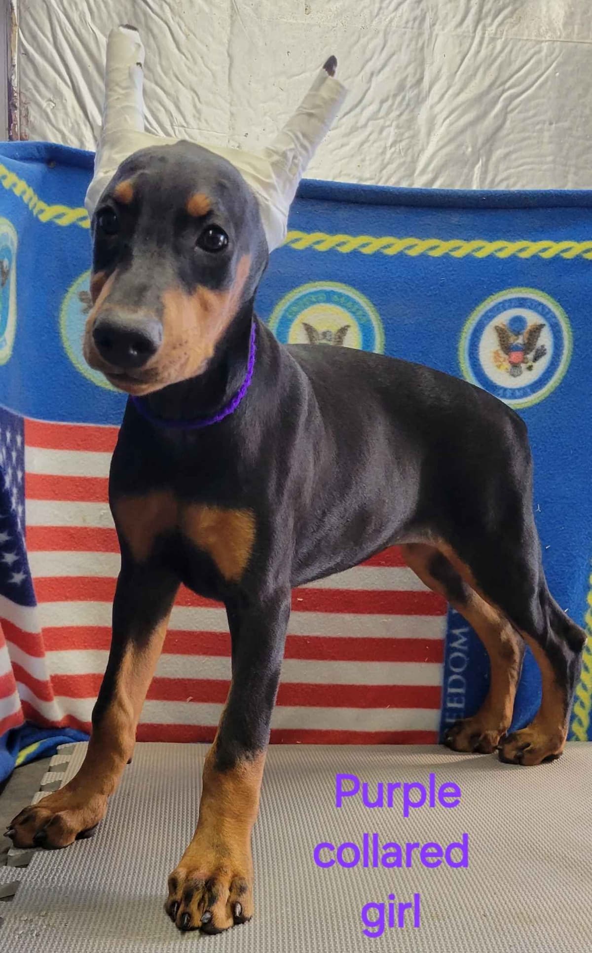 Doberman Pinscher Puppies breeder image 7