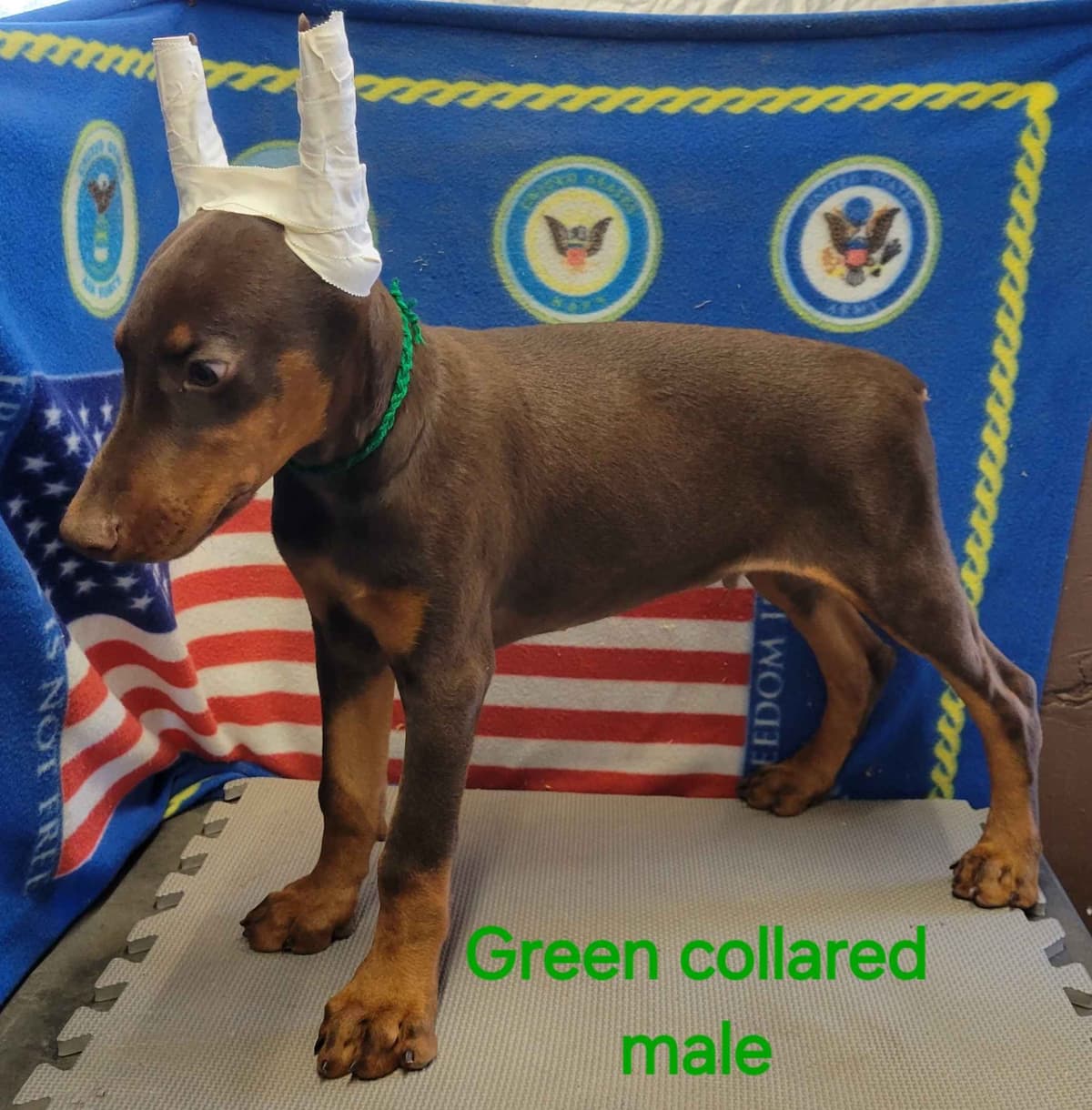 Doberman Pinscher Puppies breeder image 8