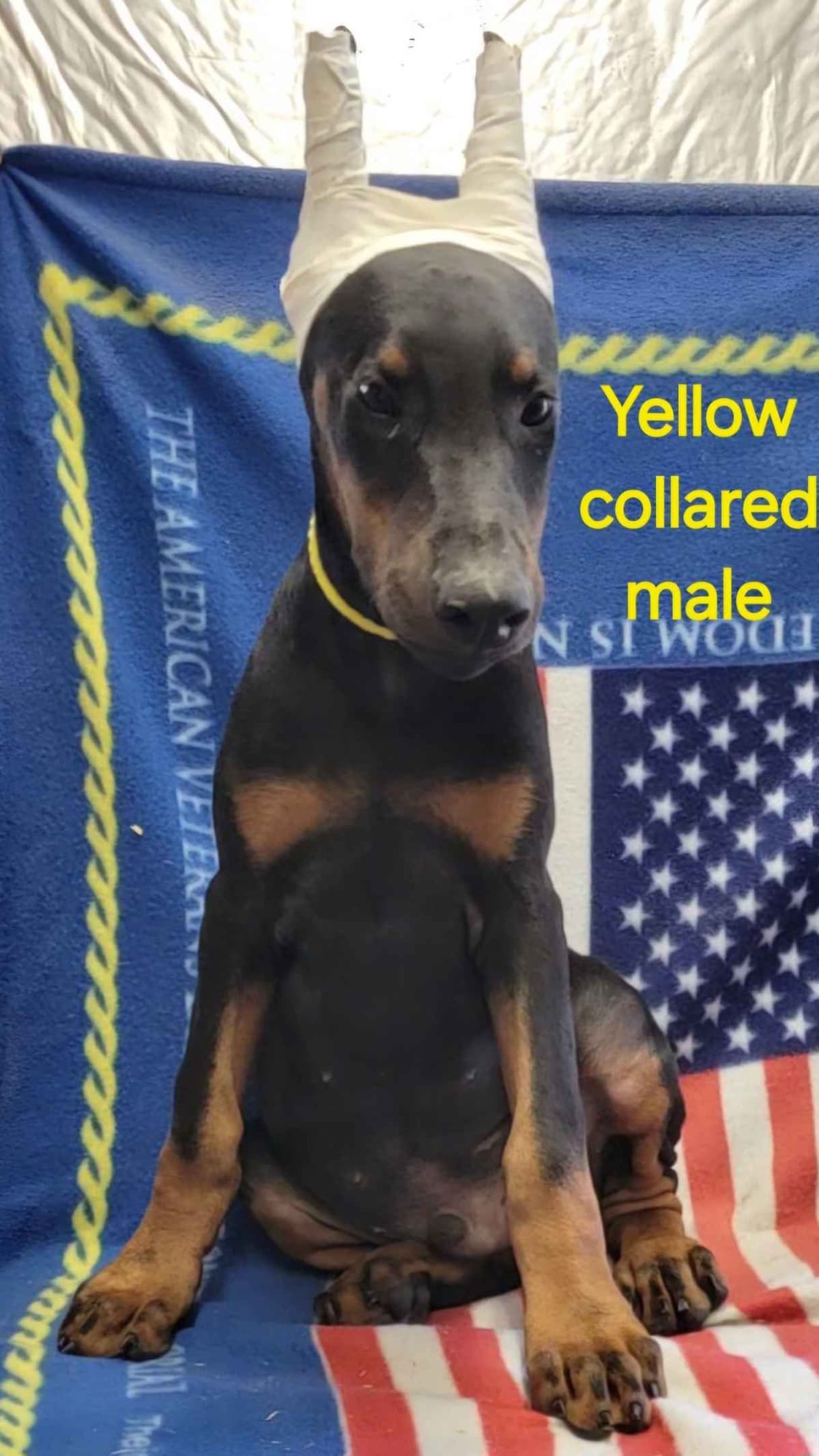 Doberman Pinscher Puppies breeder image 9