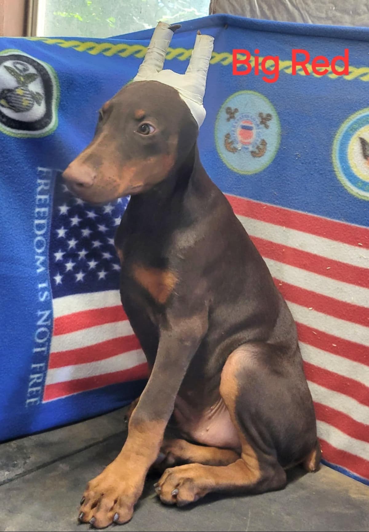 Doberman Pinscher Puppies breeder image 11