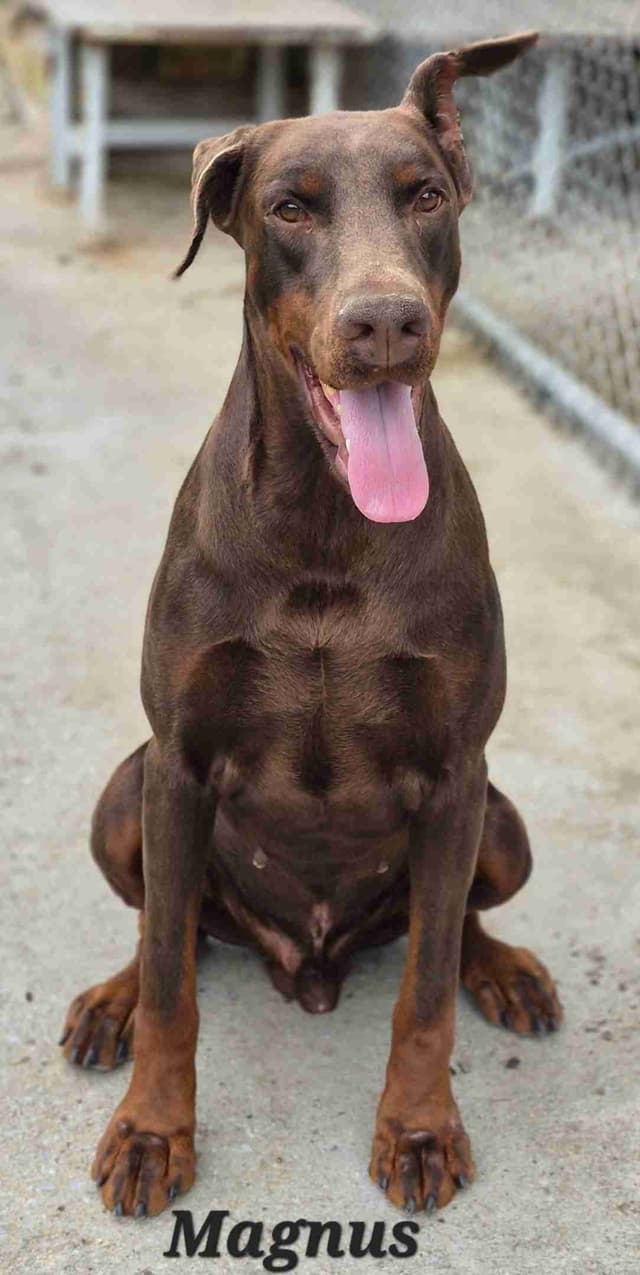 Doberman Pinscher Puppies media 2