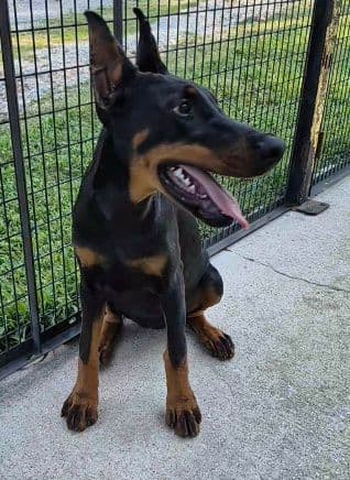 Doberman Pinscher Puppies media 4