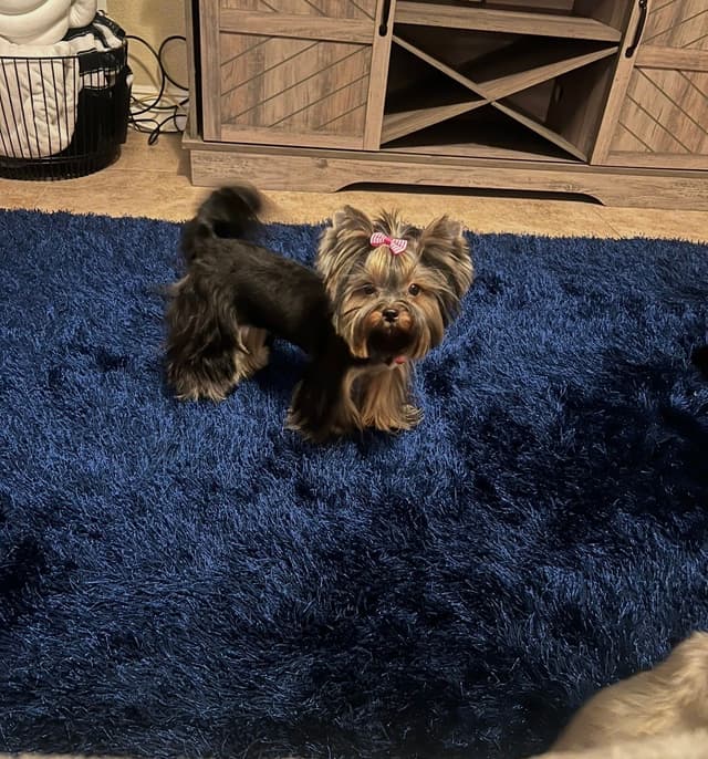Yorkshire Terrier Puppies media 7