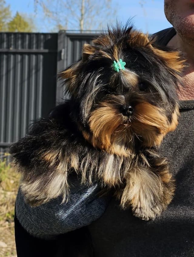 Yorkshire Terrier Puppies media 6