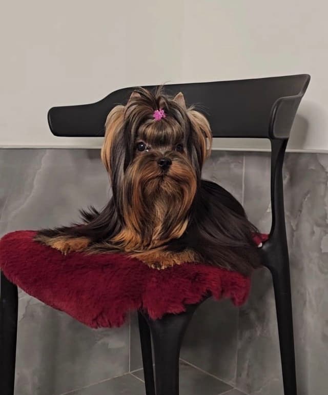 Yorkshire Terrier Puppies media 7
