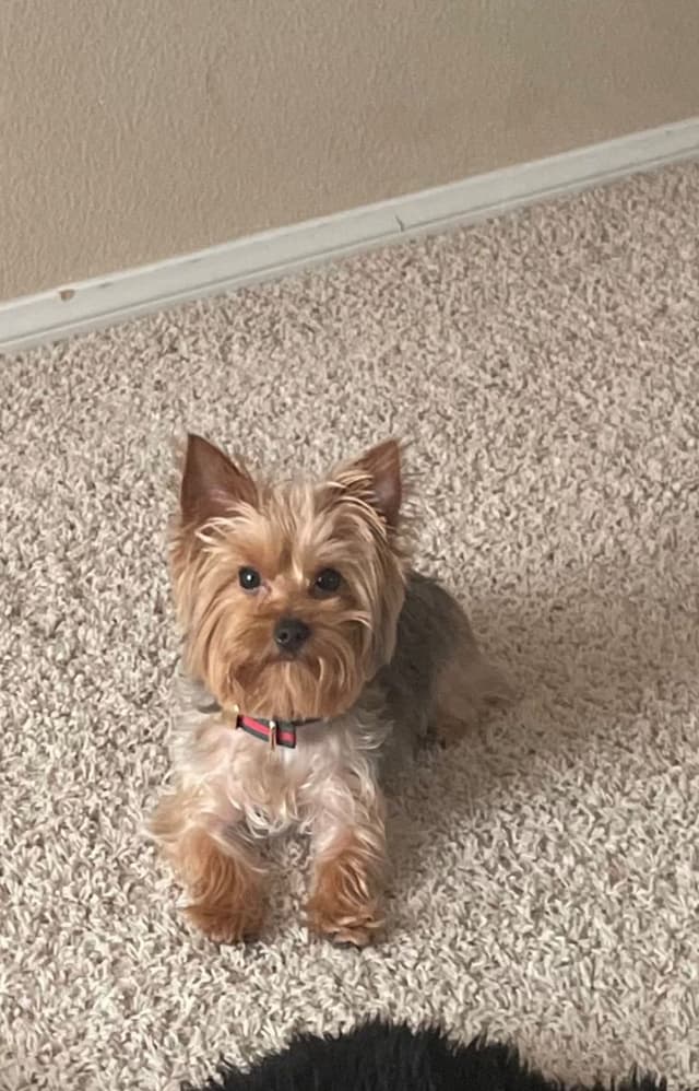 Yorkshire Terrier Puppies media 6