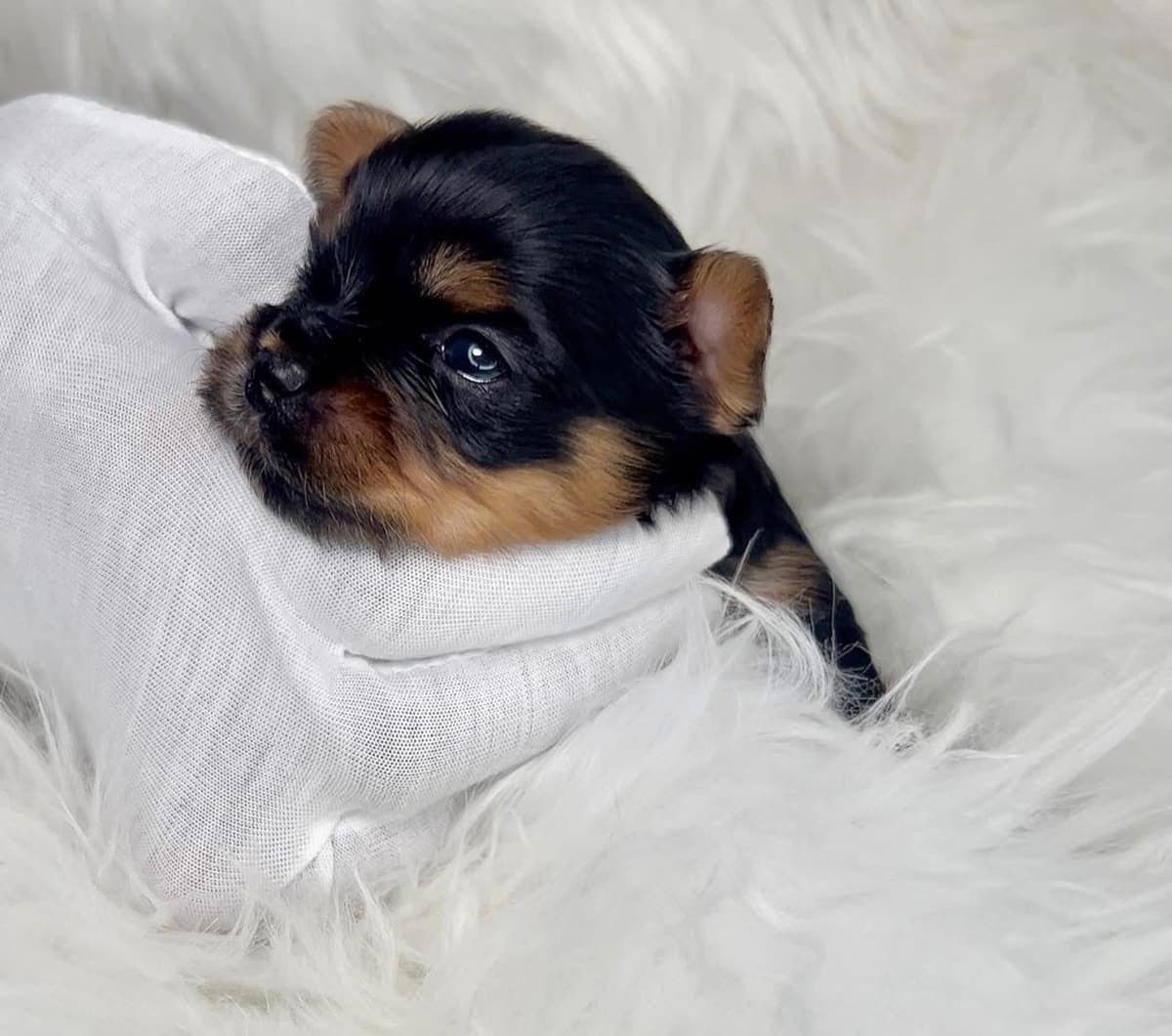 Yorkshire Terrier Puppies breeder image 1