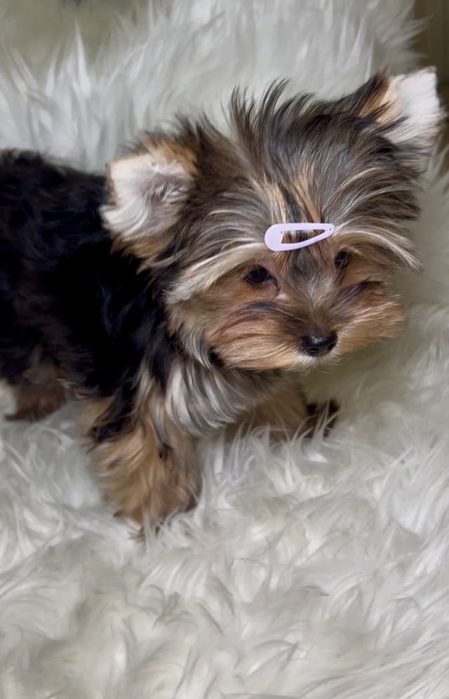 Yorkshire Terrier Puppies media 5