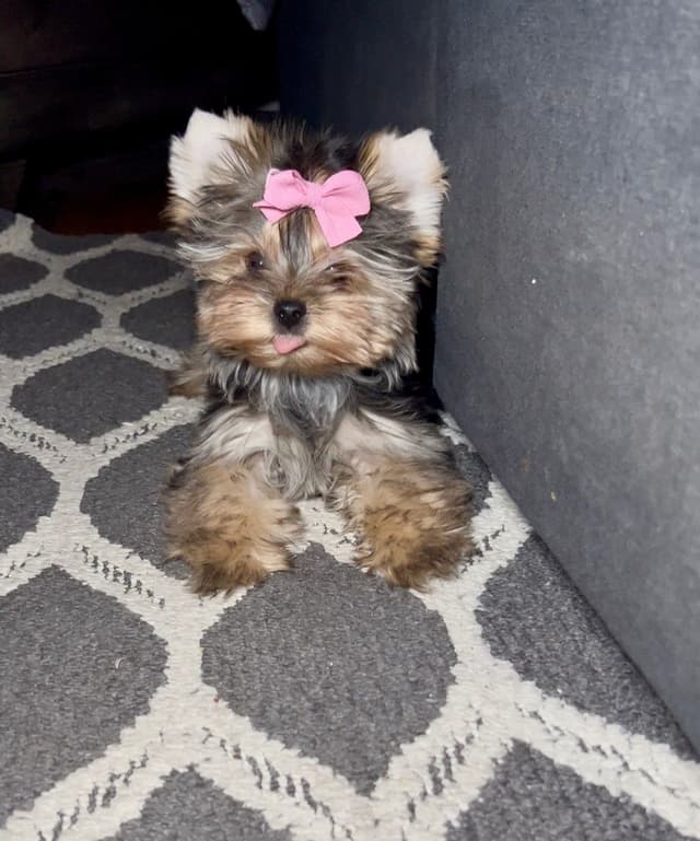 Yorkshire Terrier Puppies media 2