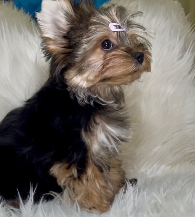 Yorkshire Terrier Puppies media 4