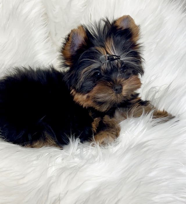 Yorkshire Terrier Puppies media 3