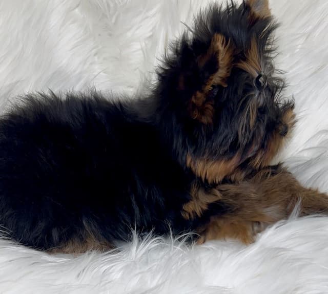 Yorkshire Terrier Puppies media 5