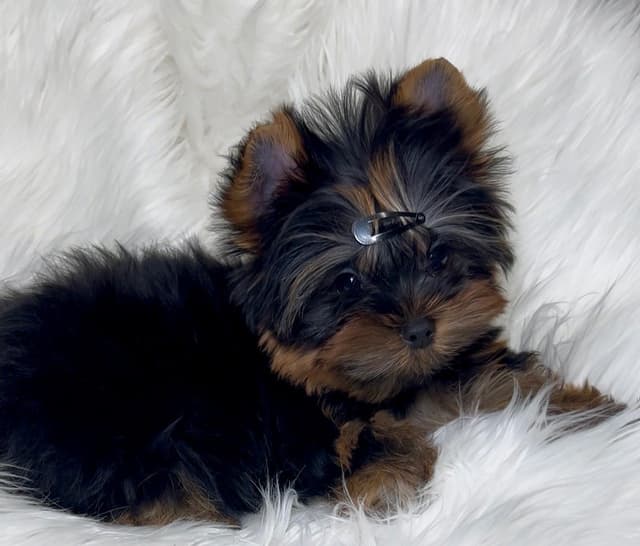 Yorkshire Terrier Puppies media 4