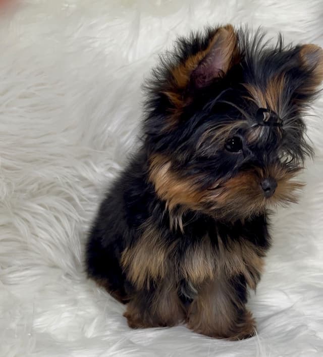 Yorkshire Terrier Puppies media 2