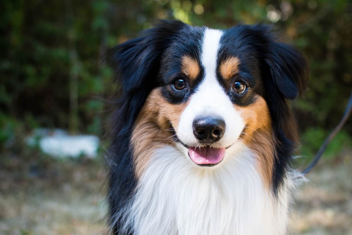 Miniature American Shepherd Puppies breeder image 2