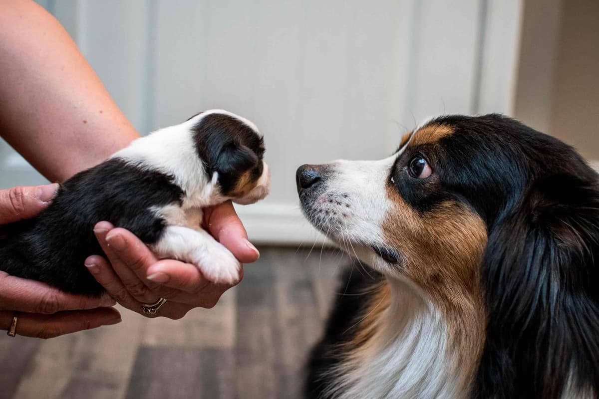 Miniature American Shepherd Puppies breeder image 3