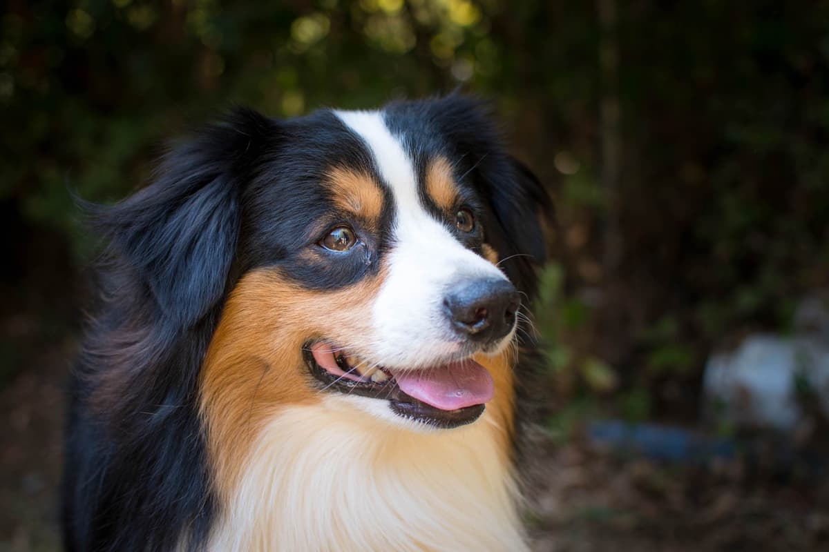 Miniature American Shepherd Puppies breeder image 1