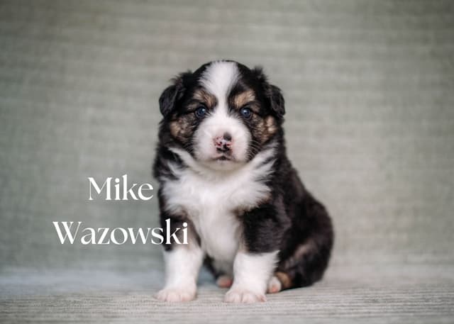 Miniature American Shepherd Puppies media 2