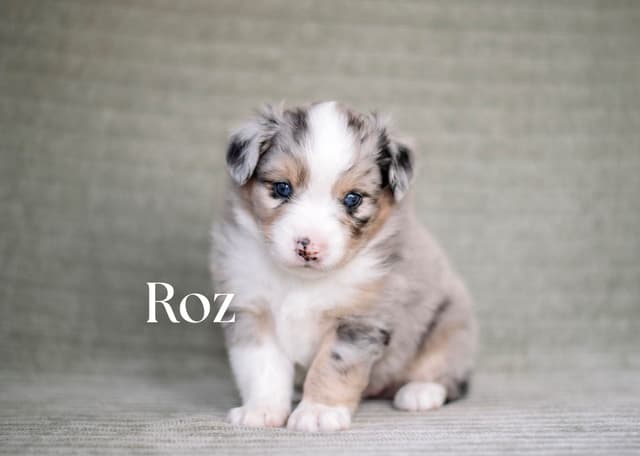 Miniature American Shepherd Puppies media 4