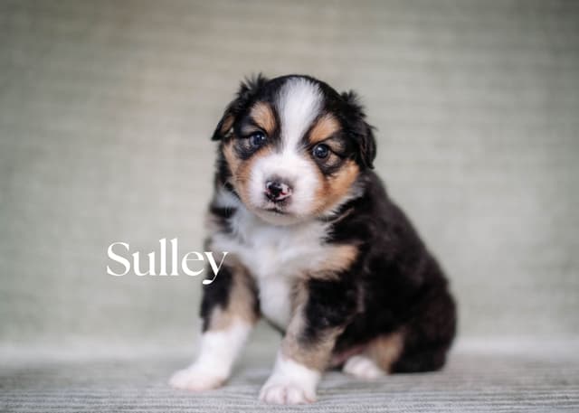 Miniature American Shepherd Puppies media 3