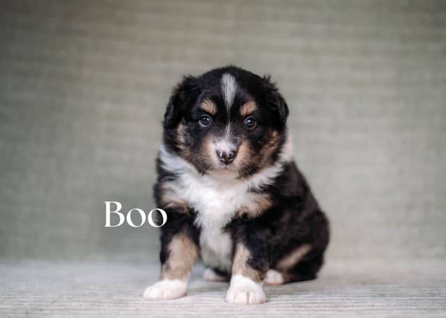 Miniature American Shepherd Puppies media 5