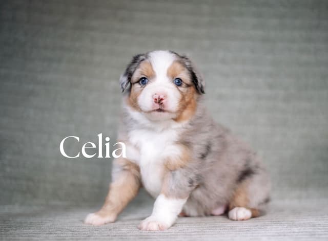 Miniature American Shepherd Puppies media 6